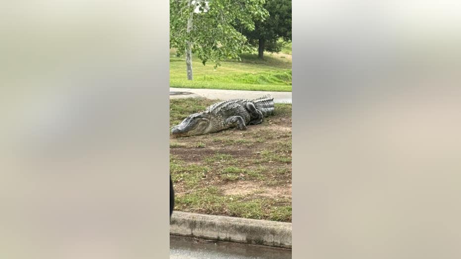 Gator spotted in Cross Creek Ranch