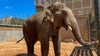 Houston Zoo welcomes bull elephant named Chuck - see cute pictures