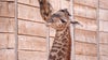 ADORABLE baby giraffe 'Tino' born at Houston Zoo!