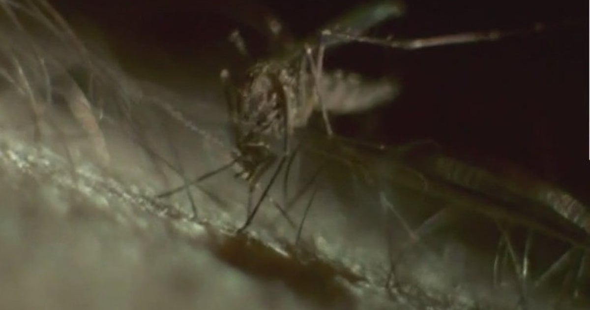 Prepare for the mosquito comeback: Tips to safeguard your home