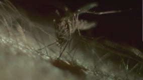 How to get rid of mosquitos: Steps to protect your home