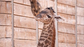 Houston Zoo welcomes baby giraffe 'Tino', a male Masai giraffe