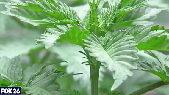 Marijuana to be reclassified as a less dangerous drug- What's Your Point?