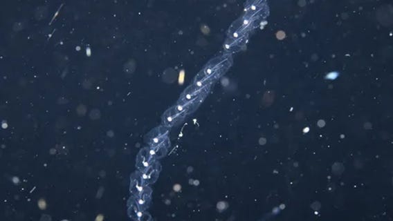 These sea creatures could inspire new underwater robots, study finds