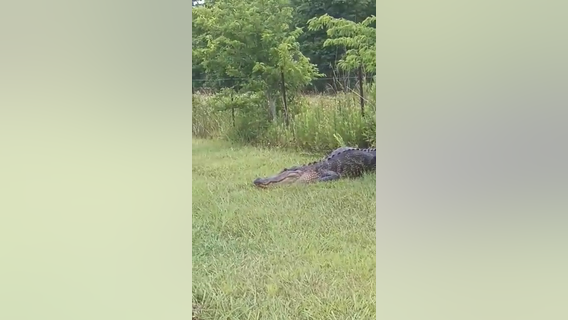 Alligator spotted on Pasadena street, removed by law enforcement