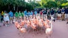 Flamazing Fun! Houston Zoo flock gets new home in "Birds of the World" exhibit