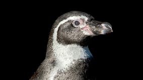 Chile's Humboldt penguin could be facing extinction, experts warn