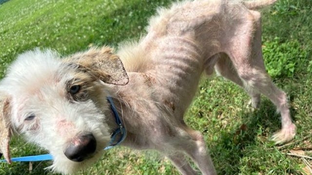 Special Pals intakes most severely neglected dog in their history, organization says