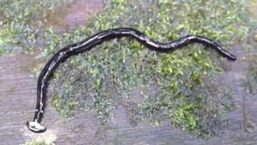 Toxic, hammerhead worms pose issue to Houston after excessive rainfall