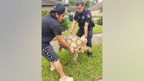 Lost tortoise reunited with owner in Harris County