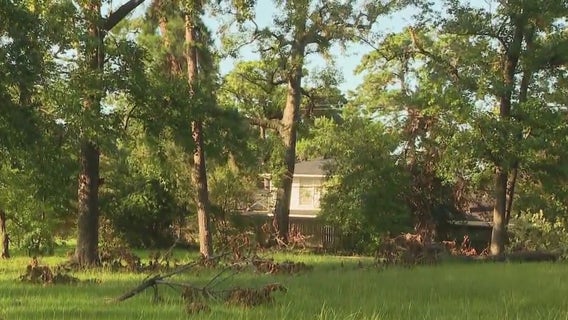Hurricane Beryl clean-up: How to help trees survive storms
