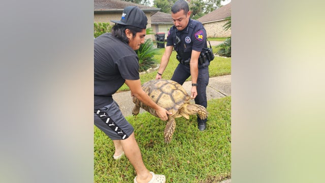 Lost tortoise reunited with owner in Harris County