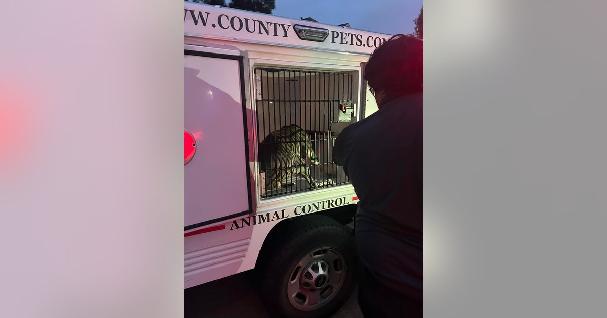 Harris County dog attack: Woman, 2-year-old child attacked by pit bull ...