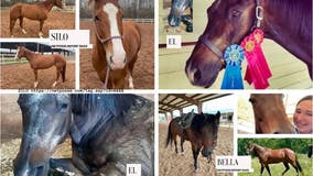 Horse heist; 3 horses stolen in Katy