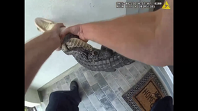 WATCH: Fulshear police officer wrangles gator with his bare hands