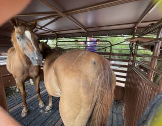 Fort Bend County and Houston Humane Society join forces to rescue ...