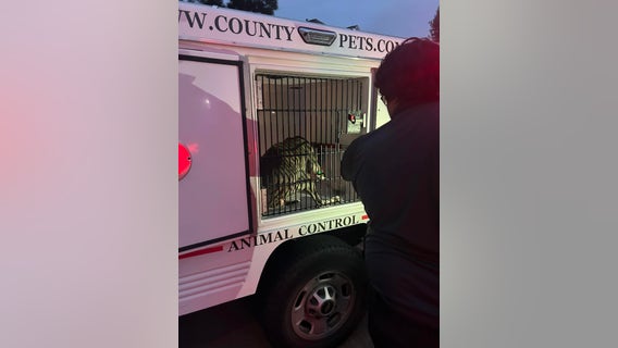 Harris County dog attack: Woman, 2-year-old child attacked by pit bull