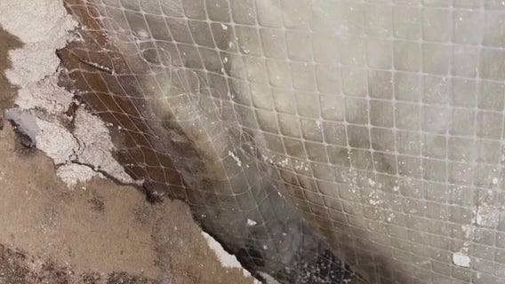 Houston family solves health mystery with help from mold-sniffing dog