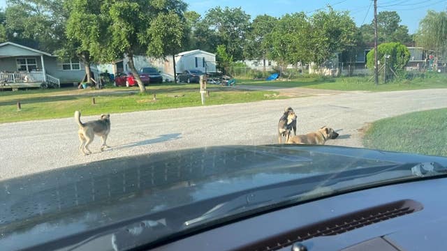 Santa Fe neighbors outraged over dangerous dogs