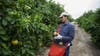 Texas’ citrus industry — once an agricultural powerhouse — is on the brink of disaster