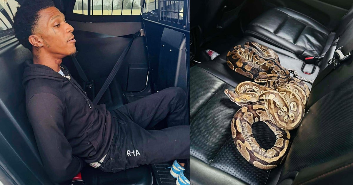 Male suspect arrested with three pythons, firearm, and illegal ...
