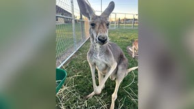 Missing kangaroo: Rowdy the Roo last seen in Sealy area on Wednesday