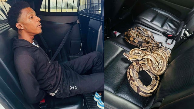 Male suspect arrested with three pythons, firearm, and illegal narcotics
