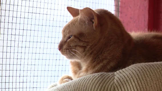 Woman who started one of the first cat rescues in Houston needs help locating homes for 30 cats