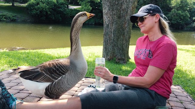 Viral goose Honk's memory lives on 3 years after his death