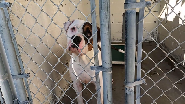 Fort Bend County Animal Services asking for freeze fosters for the upcoming arctic blast