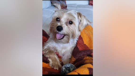 Second dog death reported at Sugar Land PetSuites; Yorkie mauled