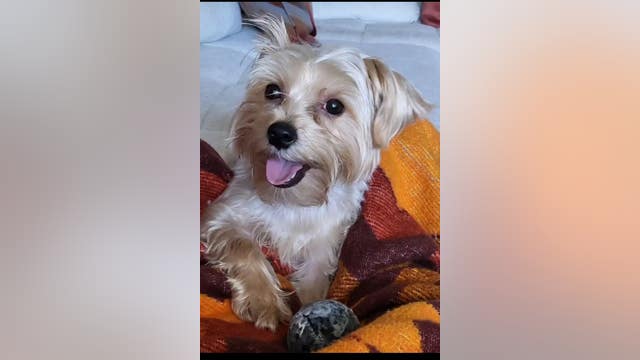 Second dog death reported at Sugar Land PetSuites; Yorkie mauled