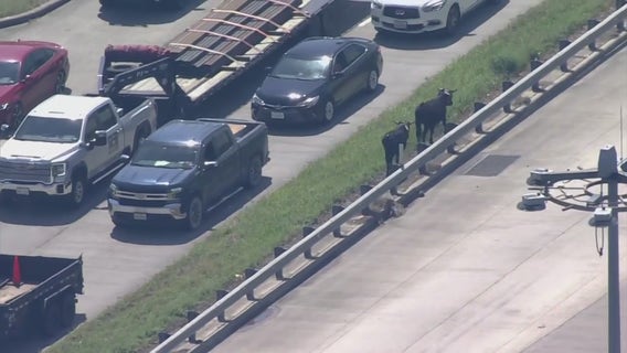 Cows wrangled up after going loose on I-45 in Houston: WATCH