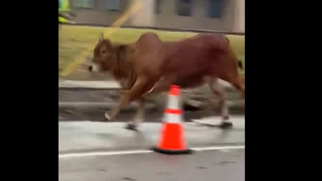 Cattle on the loose at Houston Livestock Show and Rodeo: video