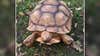 Have you seen Big Boy the tortoise? Reward for beloved missing reptile