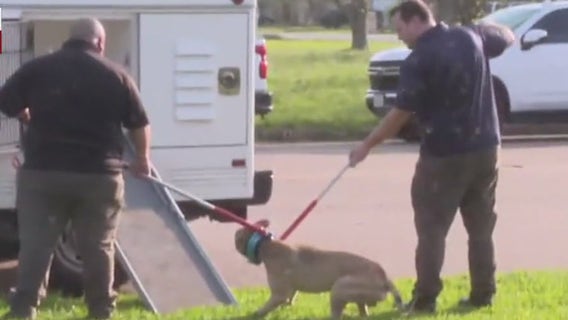 Baytown dog attack: 6-month-old baby girl dies