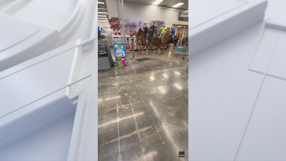 Horses in Walmart: 3 men, 1 teen charged with riding horses into store