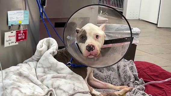 Heartbreaking discovery in area called 'Corridor of Cruelty': Emaciated dog trapped under discarded couch