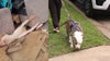 Emaciated dog found trapped under couch in Houston's 'corridor of cruelty' walking again 