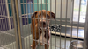 BARC waving adoption fees this Saturday, Sunday thanks to generous donation from FOX 26 viewer