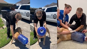Houston SPCA rescues abandoned dog with jug stuck on head