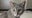 Feline journey: Cat who went missing from Austin 14-years-ago found in south Houston