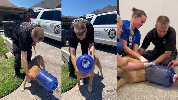 Houston SPCA rescues abandoned dog with jug stuck on head