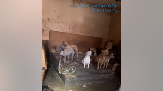 19 canines rescued from 'Dog House of Horrors' in Katy