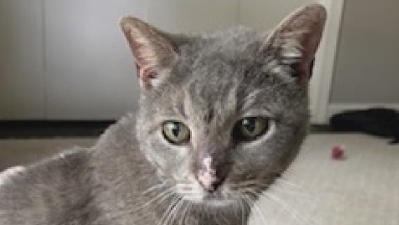 Cat who went missing from Austin 14 years ago found in South Houston