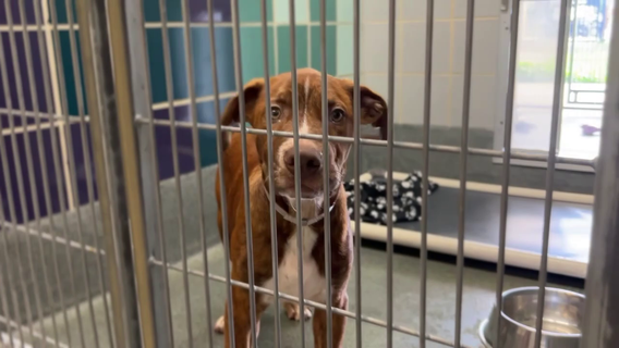 BARC waving adoption fees this Saturday, Sunday thanks to generous donation from FOX 26 viewer