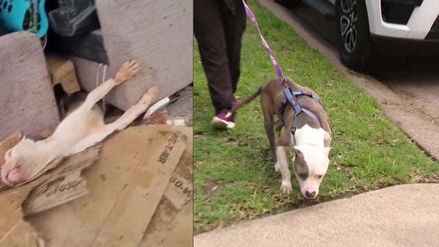 Emaciated dog found trapped under couch in Houston's 'corridor of cruelty' walking again