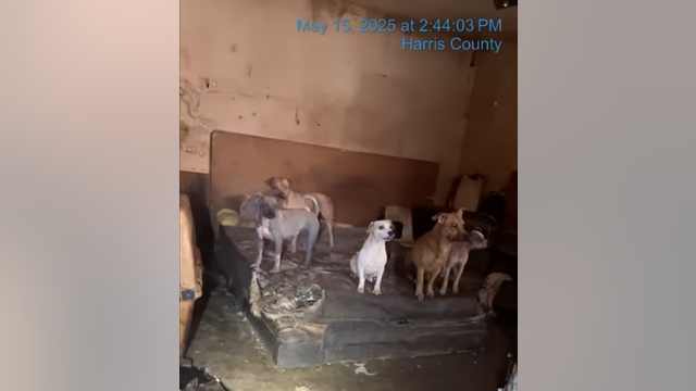 19 canines rescued from 'Dog House of Horrors' in Katy