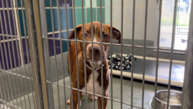 BARC waving adoption fees this Saturday, Sunday thanks to generous donation from FOX 26 viewer