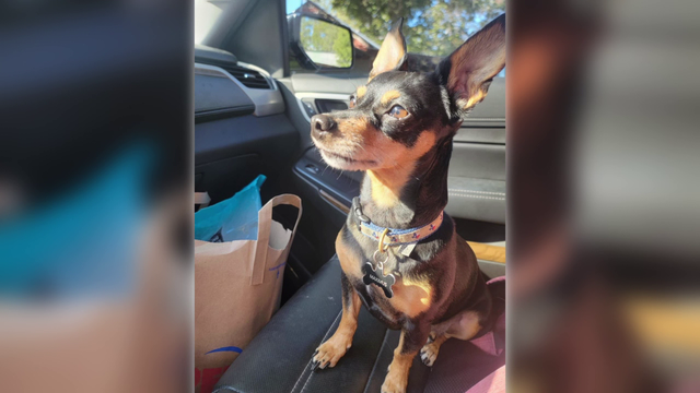 Galveston lost dog: Father of 3 offering cash reward, prized possessions for the safe return of beloved dog